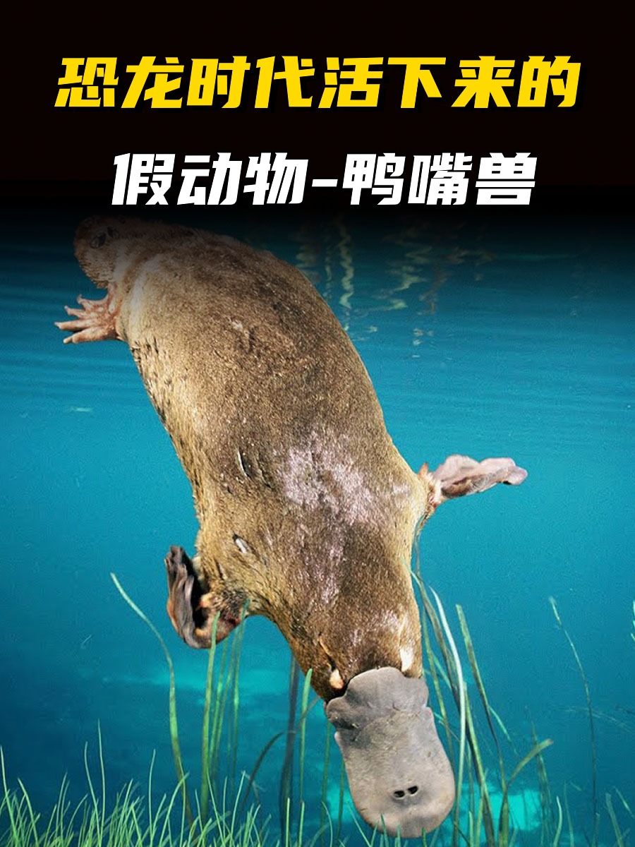 可达鸭原型:鸭嘴兽,为何变成濒危物种