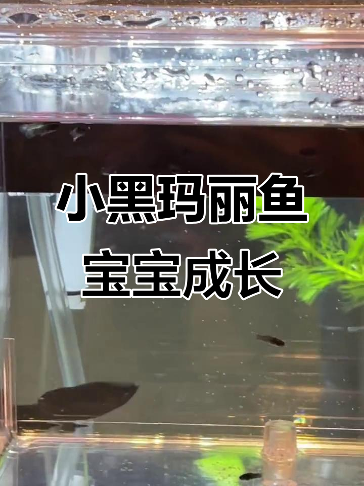 小黑玛丽鱼宝宝出生第二天，争抢丰年虾开口