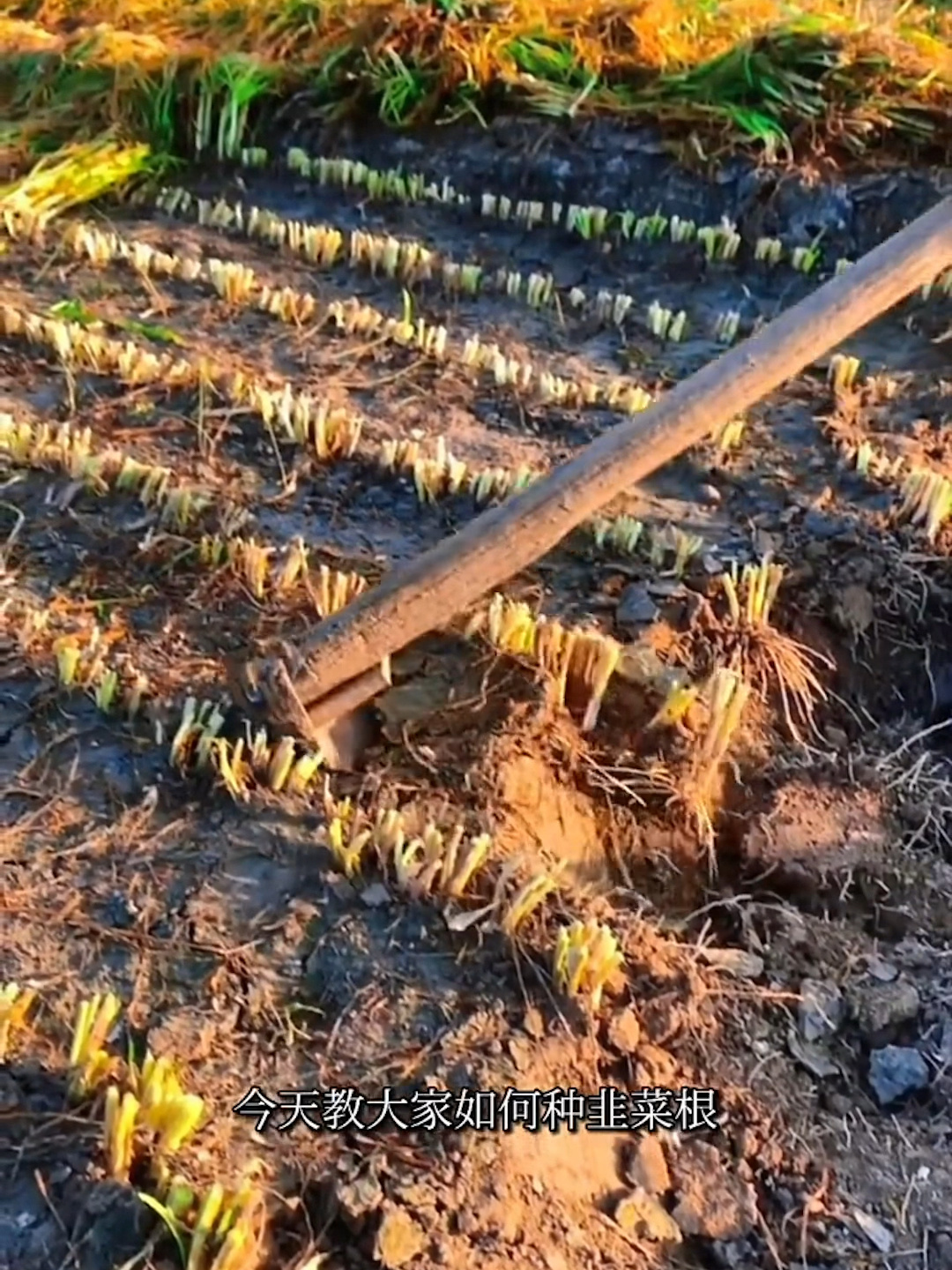 种植韭菜根,视频小标记可以买到