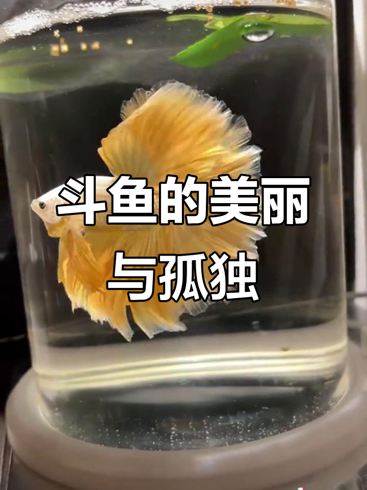 斗鱼一生孤独,却因美丽尾巴被爱!