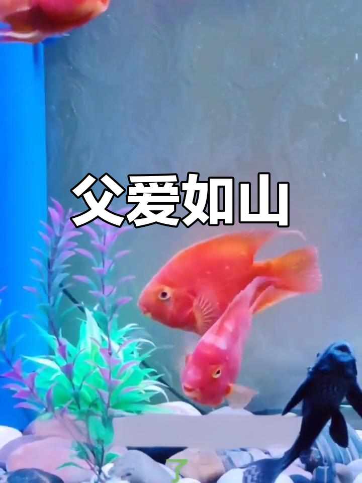 元宝鱼产卵,父母守护不离,感动满满!