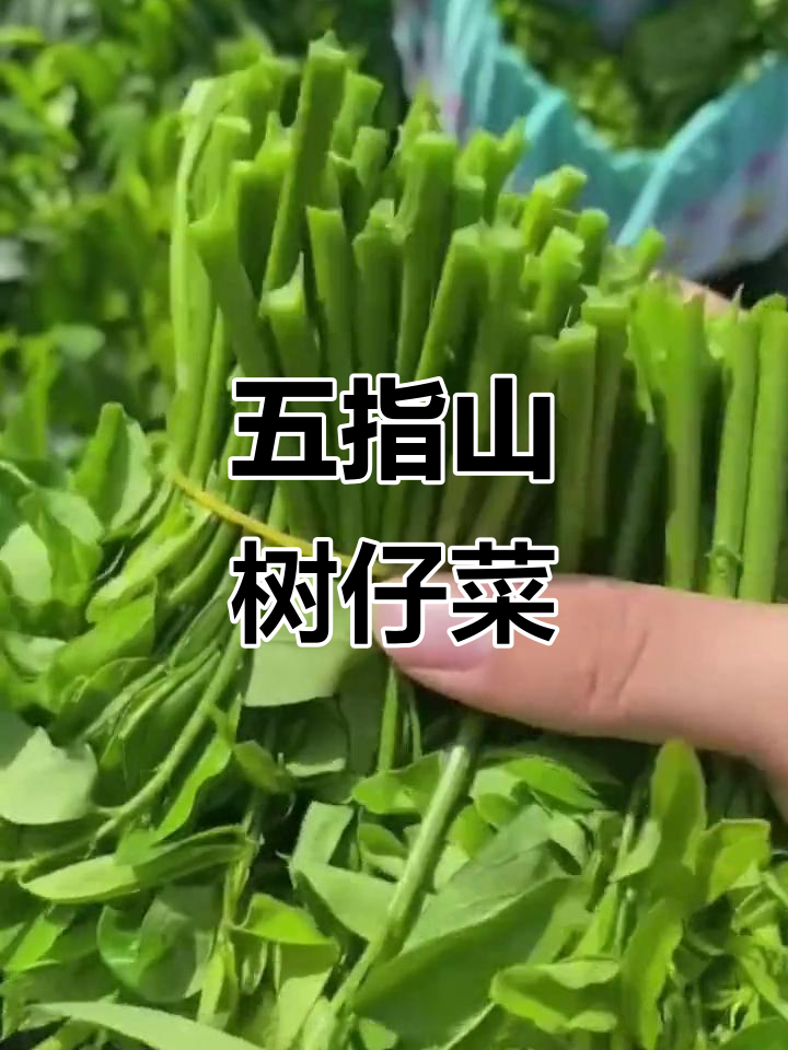 海南五指山野菜,你尝过吗?树仔菜的独特美味