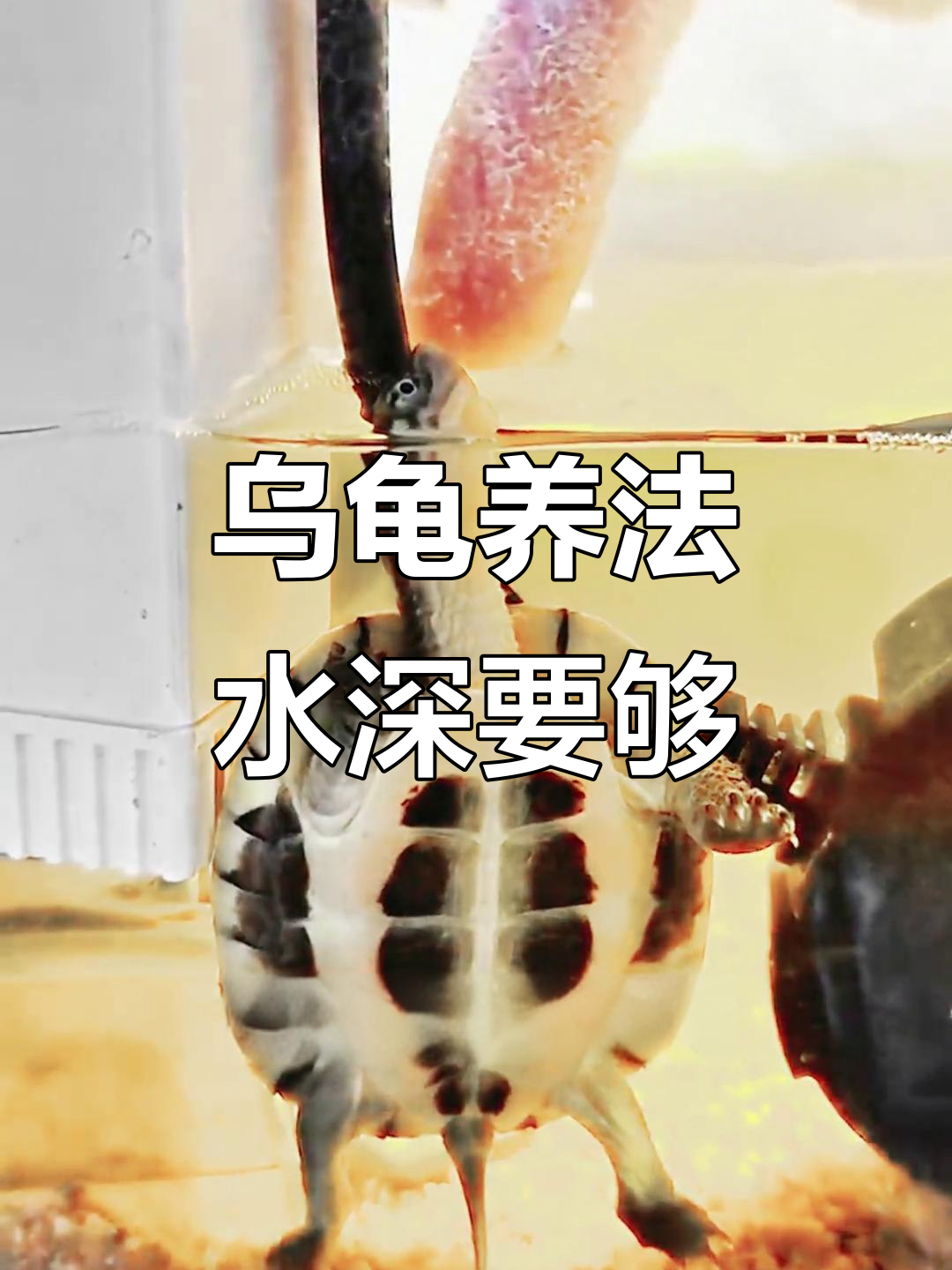 养龟水深过背才是正确做法,别再误以为浅水位就好