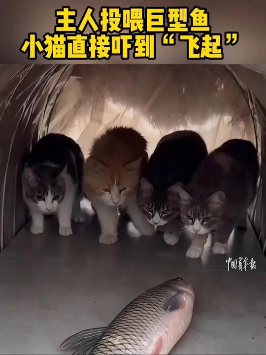 主人扔了一条大鱼给小猫们,猫猫吓得直接弹射起步!猫:铲屎官你自己看看这能吃吗?