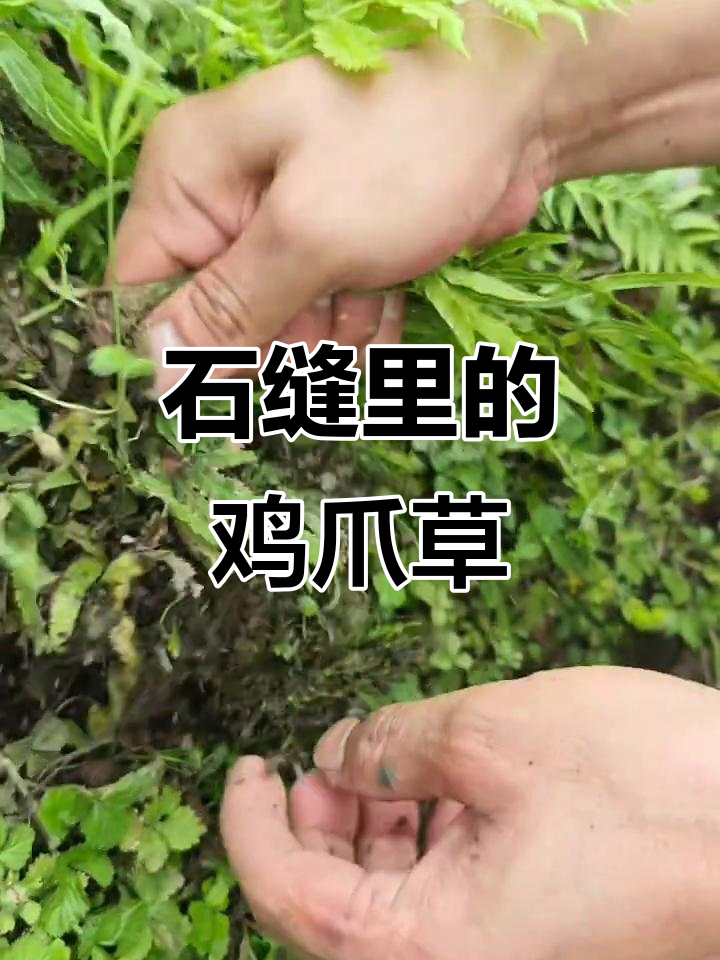 凤尾草:石缝中的宝藏,你认识吗?