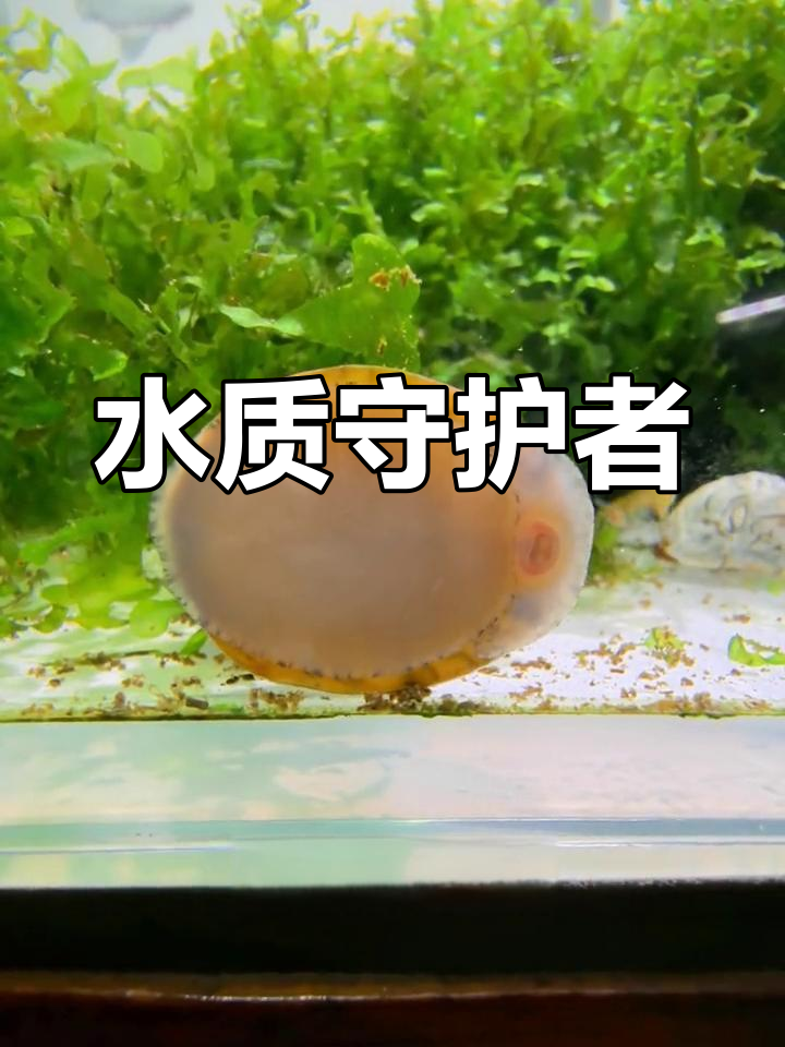 鲍鱼螺敏感水质,轻松监测水体健康,省去刮藻烦恼!