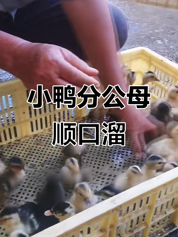 鸭子公母分辨小技巧,一看就懂!