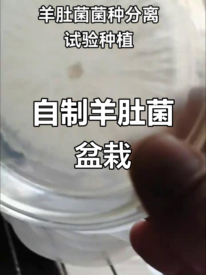 羊肚菌室内盆栽种植全流程,轻松掌握培养技巧