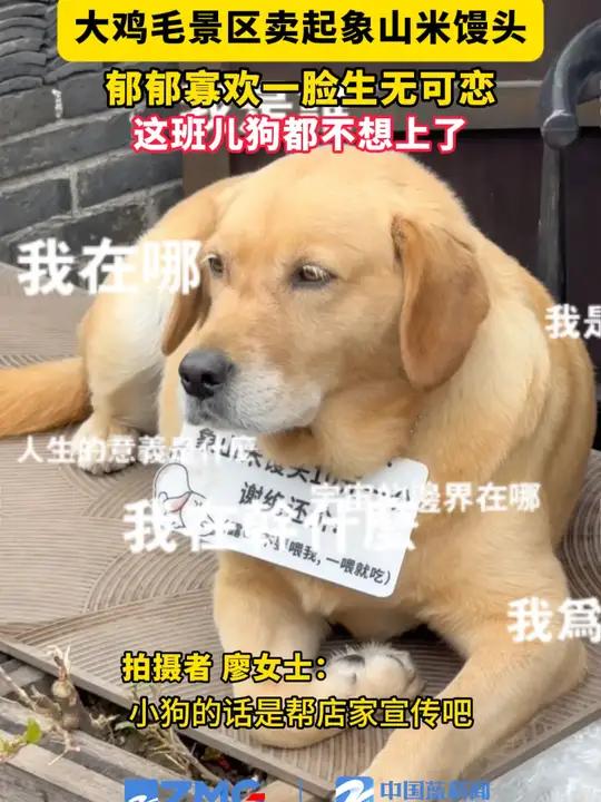 大鸡毛景区卖起象山米馒头,郁郁寡欢一脸生无可恋,这班儿狗都不想上了(来源:宁聚)