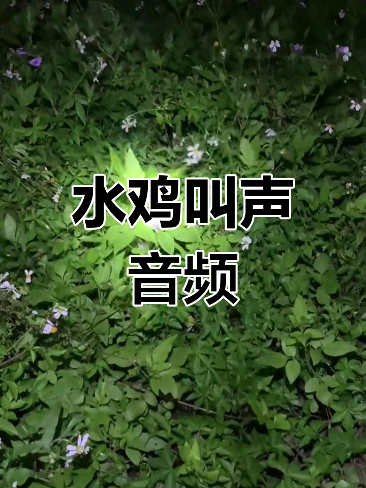 白面水鸡的独特叫声