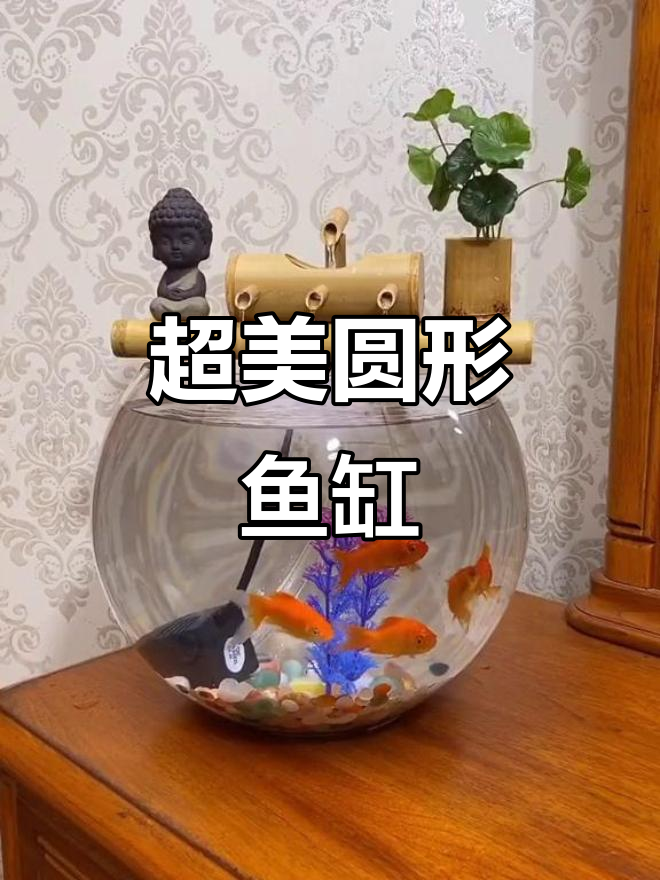 圆形玻璃鱼缸，超美设计不容错过！