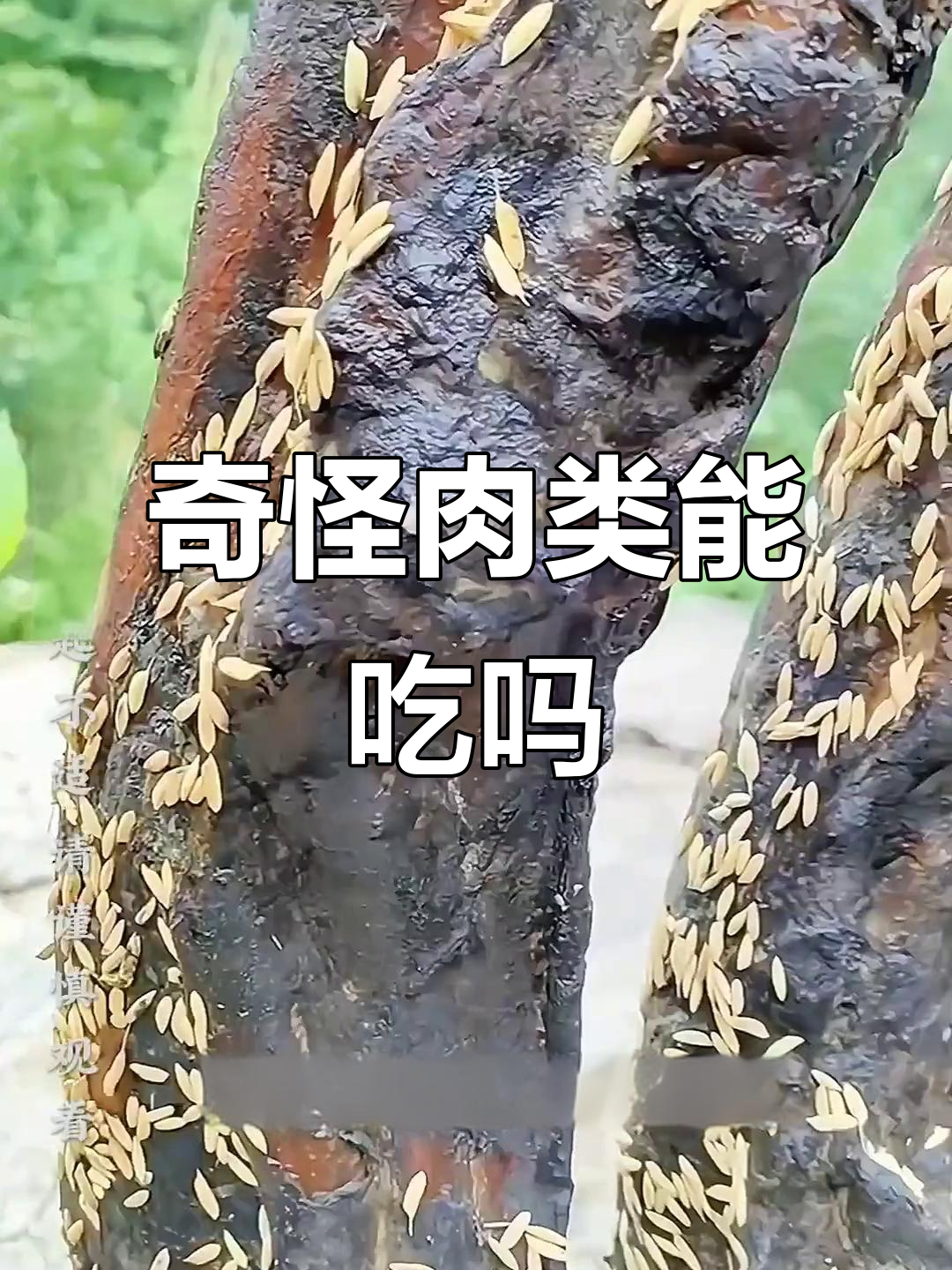 这些肉能吃吗？腊肉、牛胎盘、米猪肉全都解析