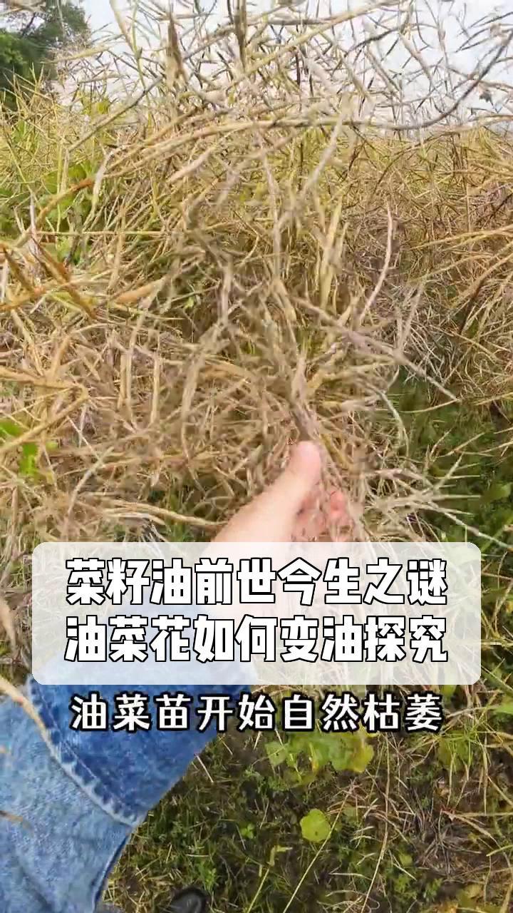 菜籽油前世今生之谜,油菜花如何变油探究