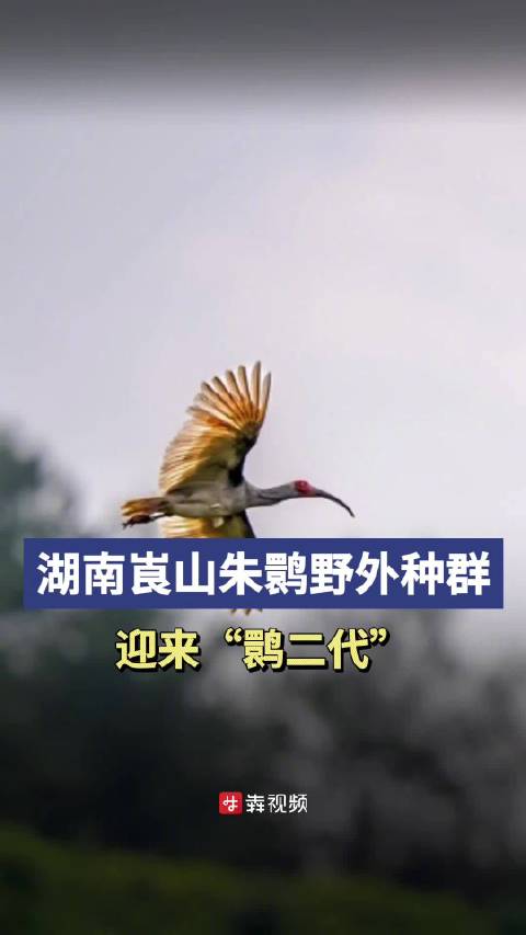 进入6月,丹霞群峰环抱的湖南省新宁县崀山镇石田村,凉风习习,稻田里禾苗挺拔,时不时还有鱼儿