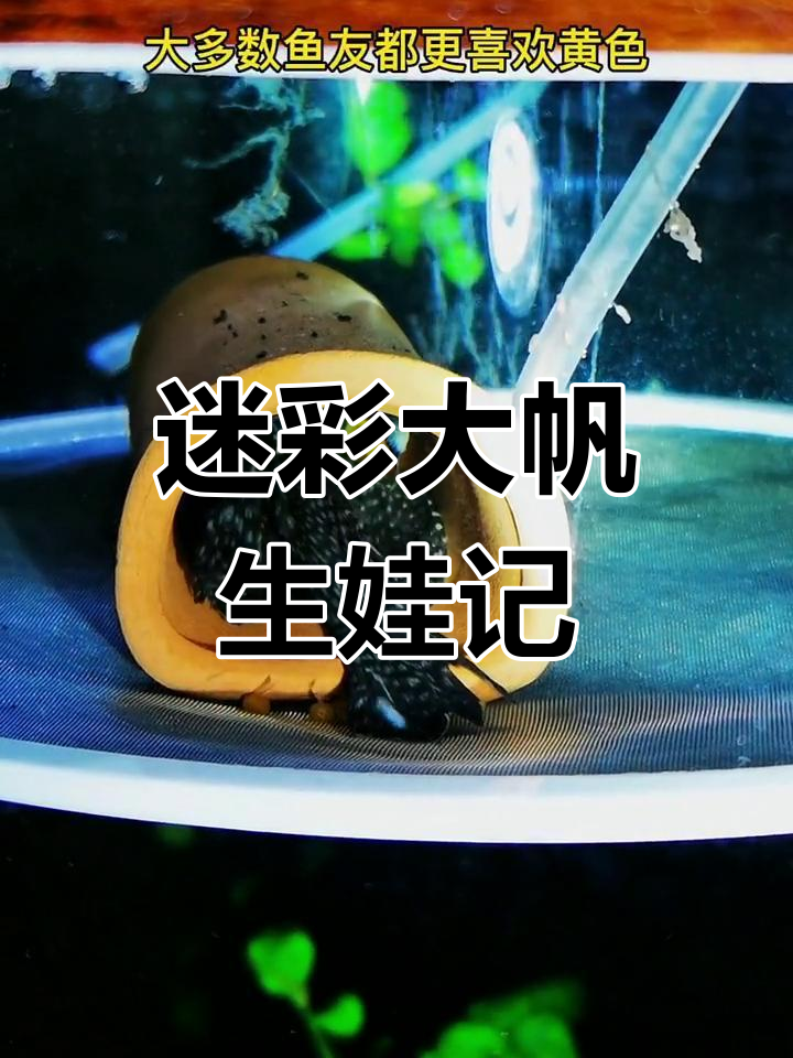 迷彩大番鱼鳞变,小鱼颜色也奇怪