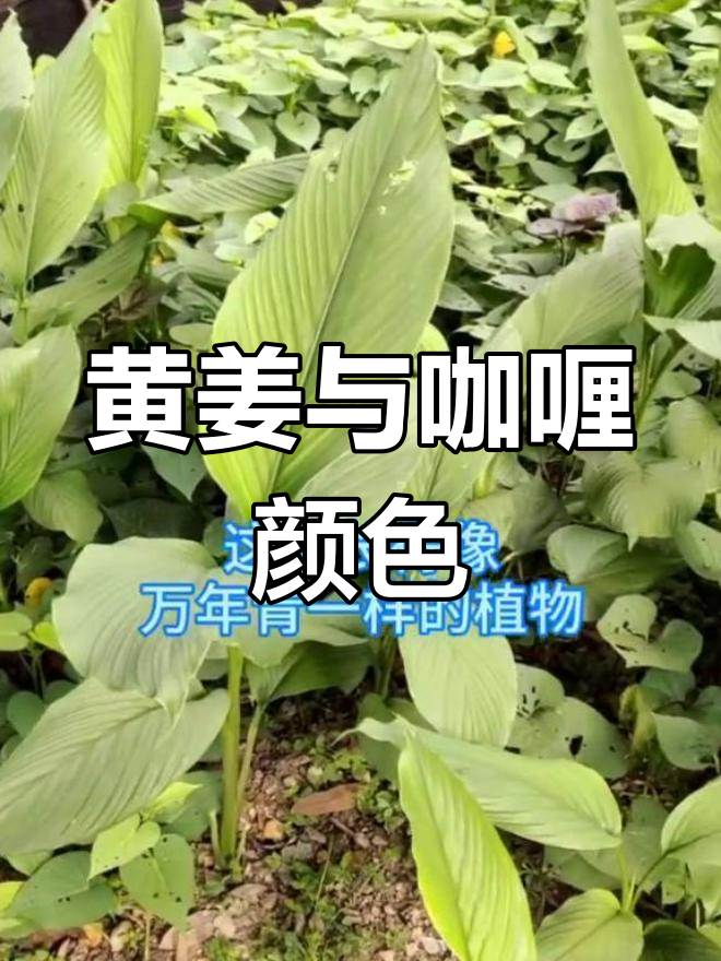 咖喱的黄色源自这种蔬菜