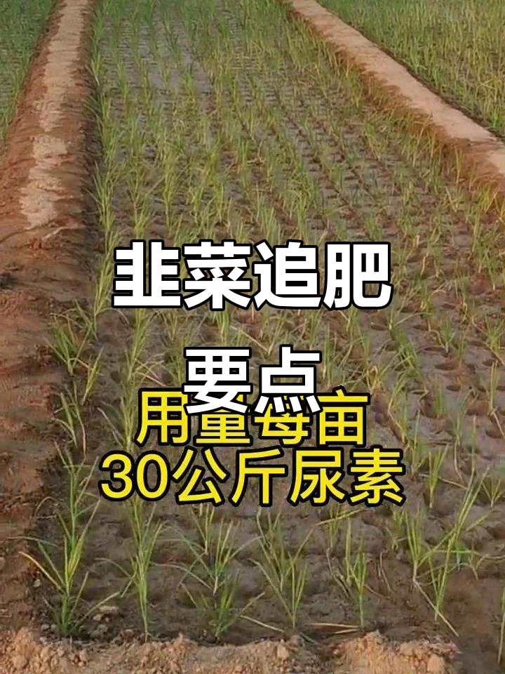 韭菜幼苗期施肥技巧,氮肥为主助力生长