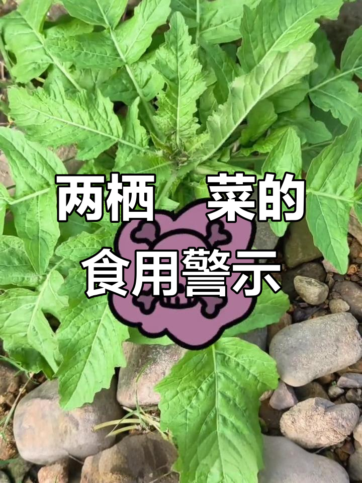 河岸两栖蔊菜,别生食!含生物碱易吸附污染物