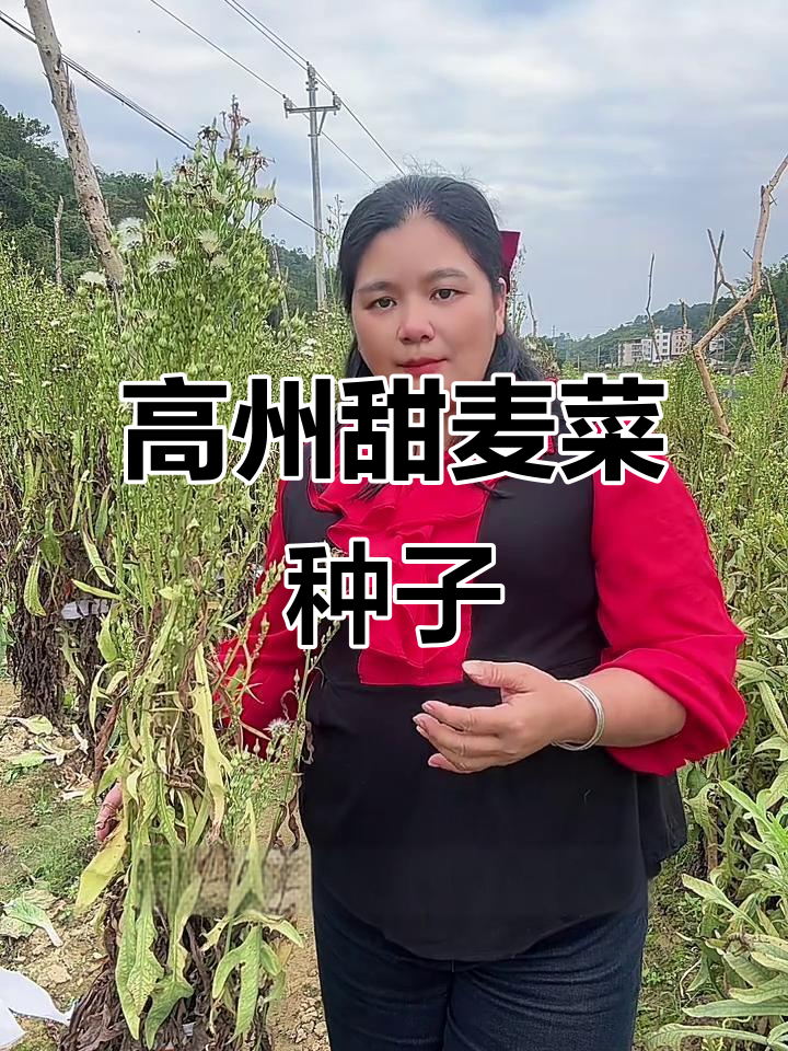 高州甜麦菜种子:优质种植选择,助力农业发展