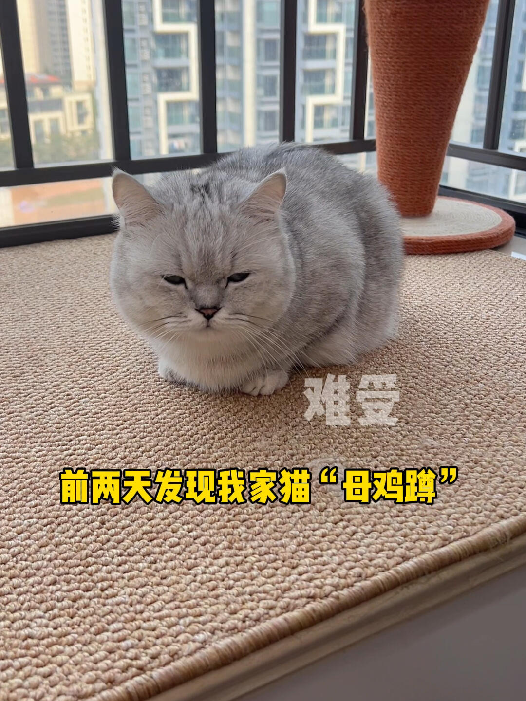 猫咪出现“母鸡蹲”养猫人就要注意了!