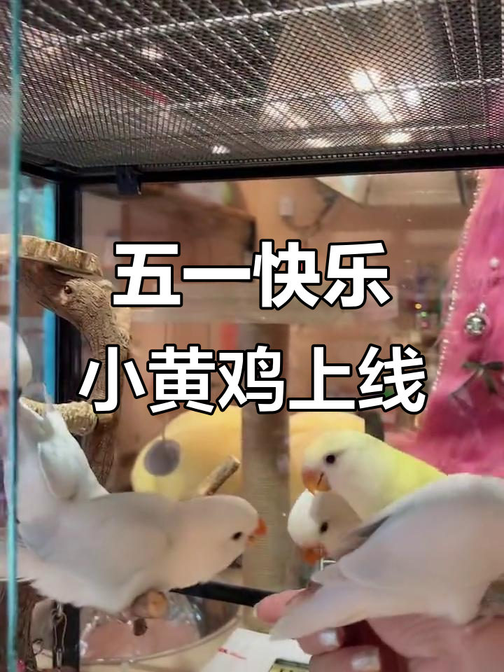 小黄鸡萌态百出,五一上班也能这么欢乐!