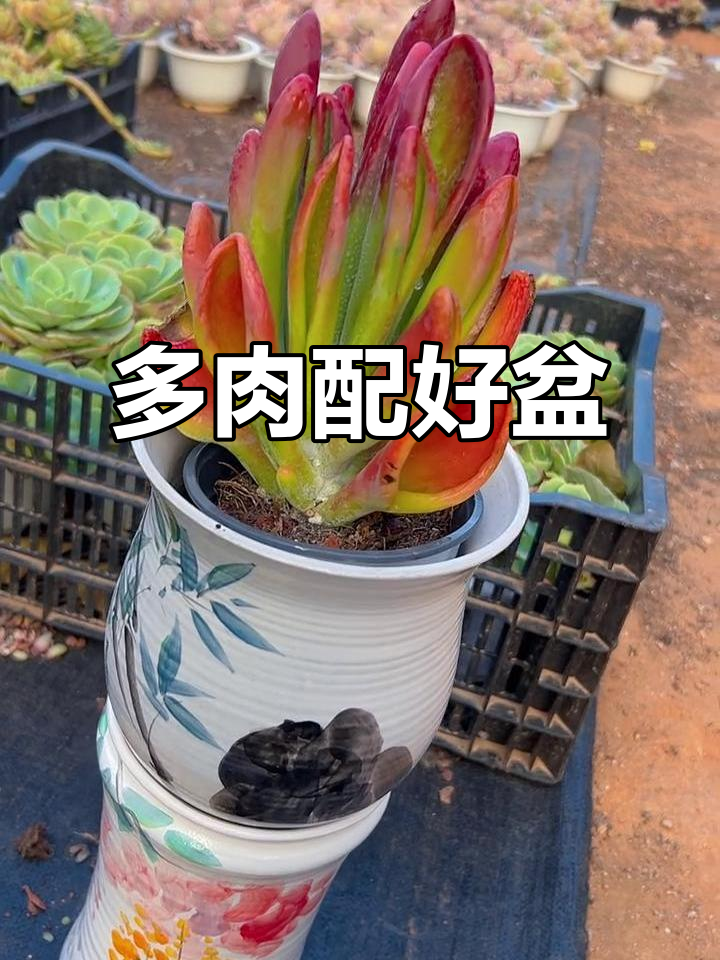 火狐狸多肉植物新盆搭配,太美了!