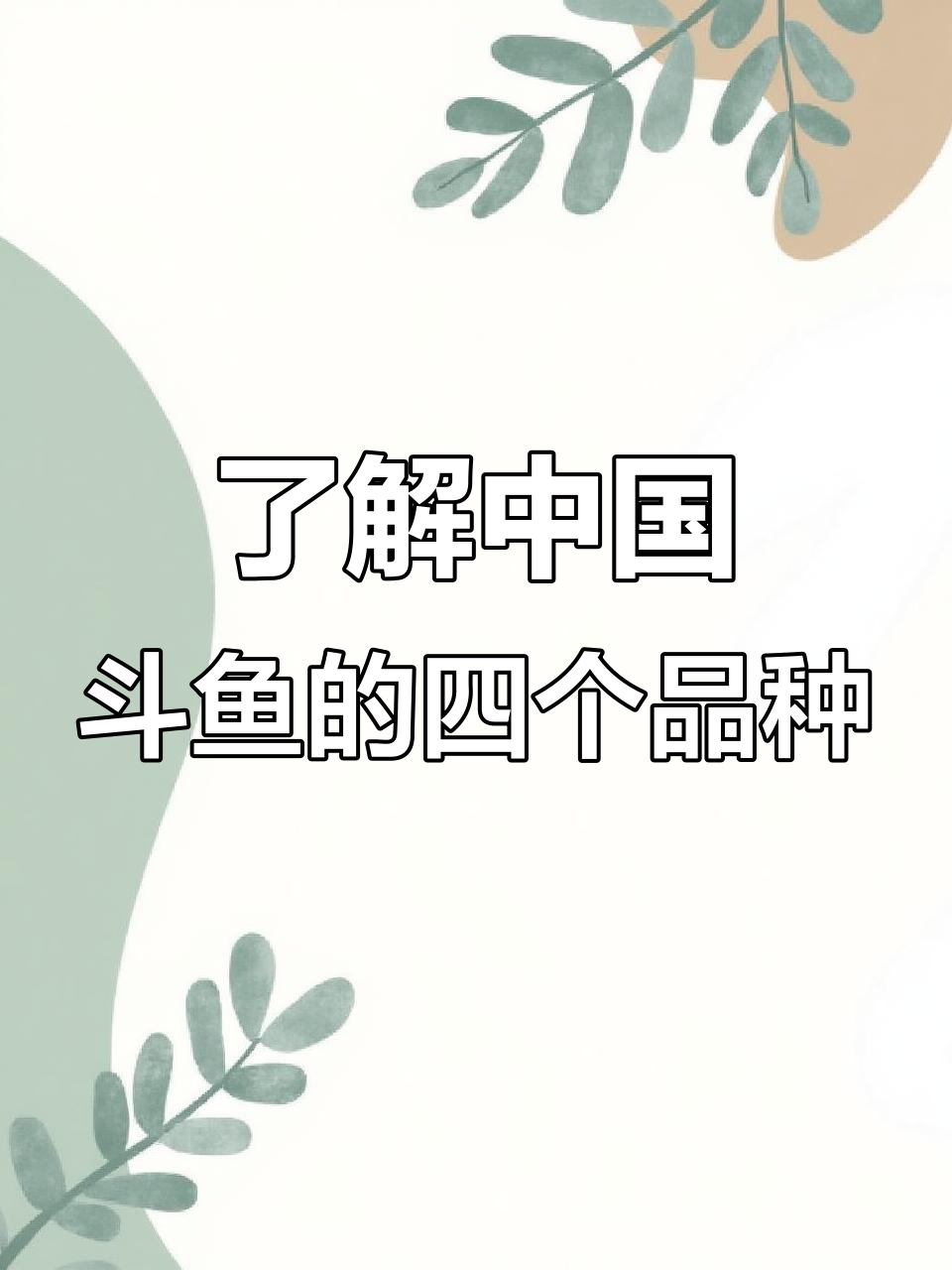 中国斗鱼四大原生品种大揭秘，如何区分它们的特点