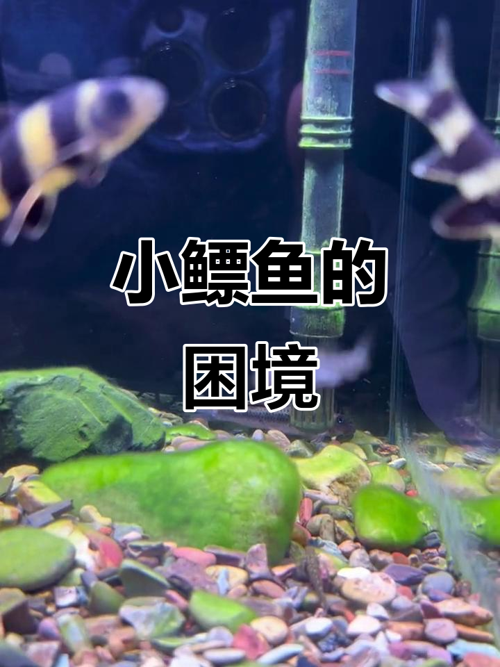 建德鳔鱼遭遇连番攻击,赶紧搭建新家避难!