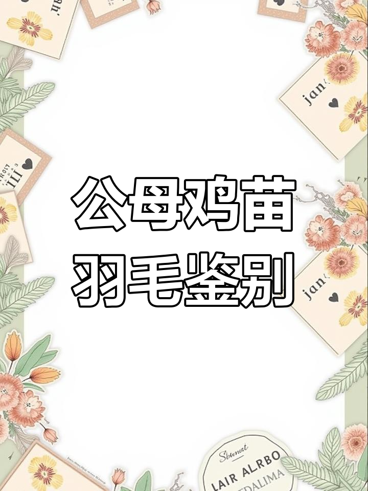 鸡苗公母辨别技巧,翅膀正羽长短一看就懂