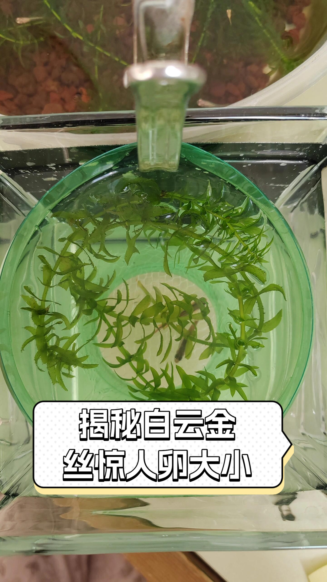 揭秘白云金丝惊人卵大小