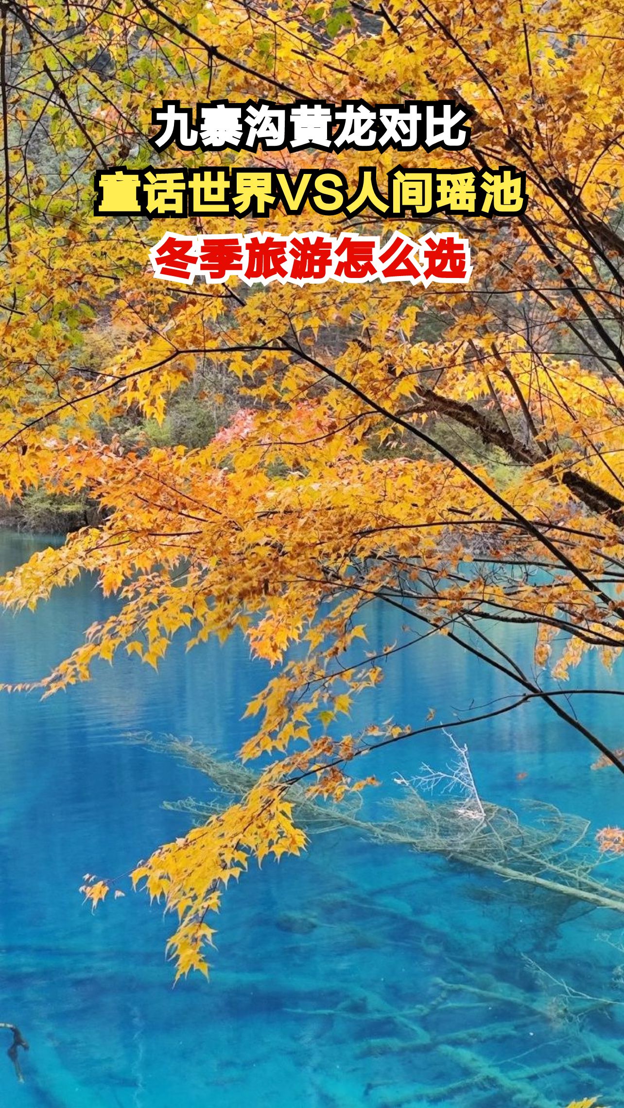 九寨沟与黄龙谁更值得去?本地人揭秘两大秘境真实体验