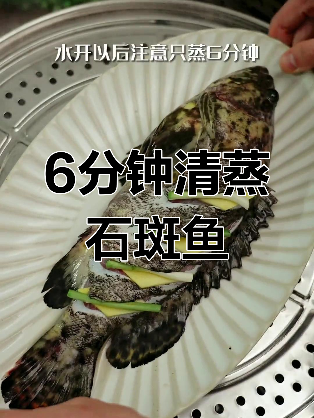 清蒸石斑鱼,鲜嫩秘诀大公开