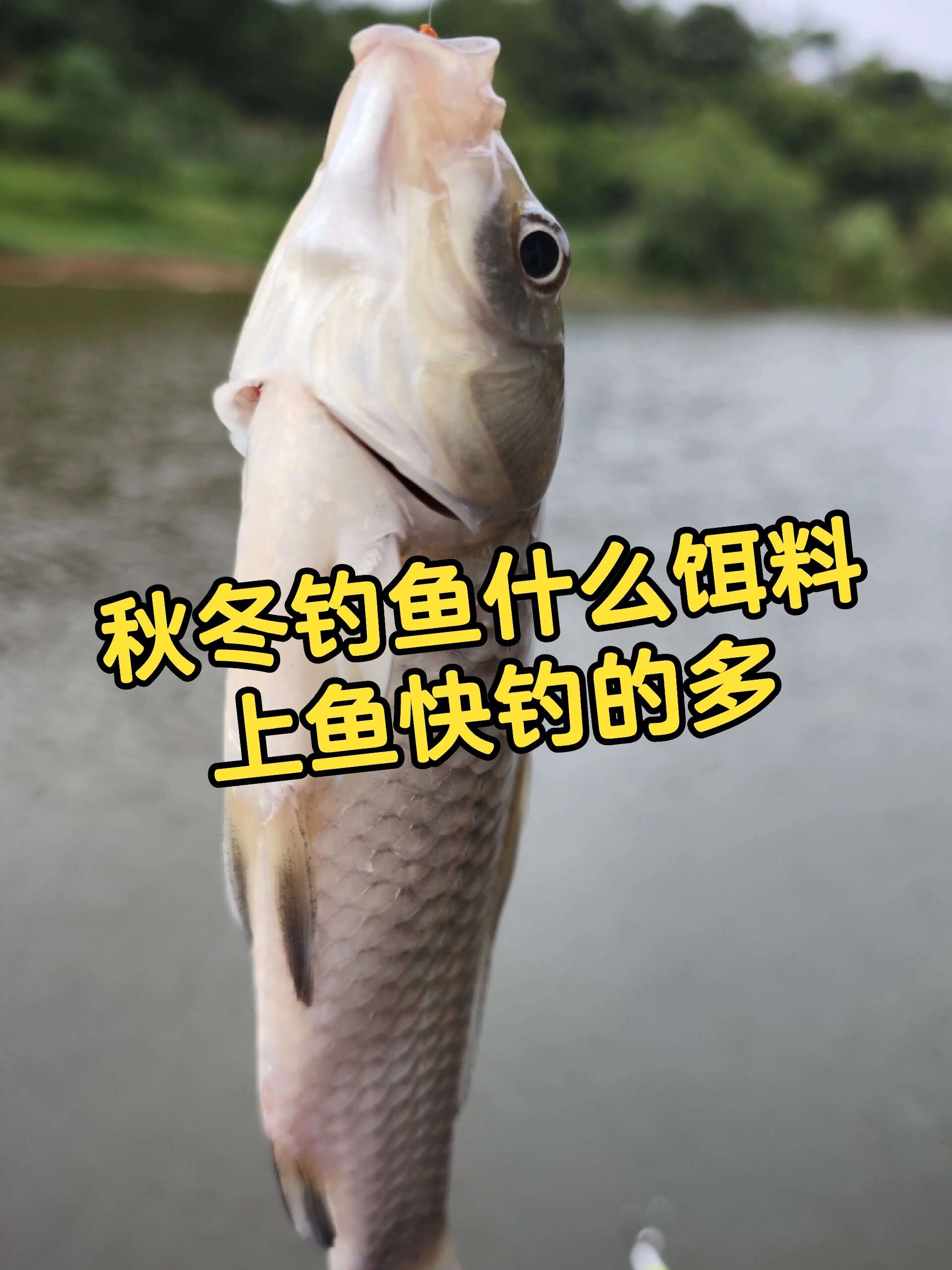 秋冬钓鱼,用什么饵料上鱼快钓的多