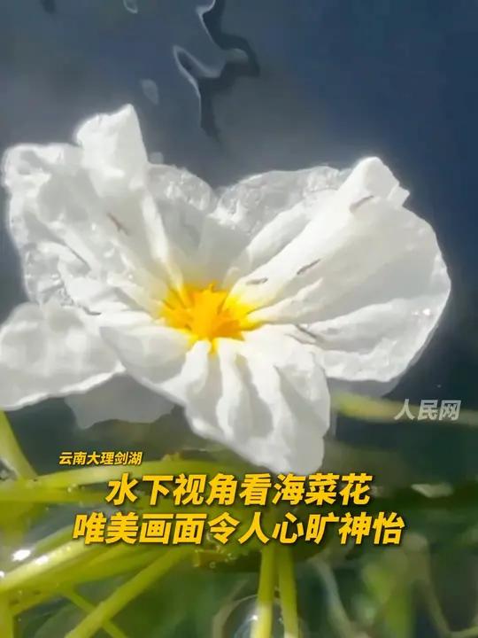 友情提示:看这条视频可以呼吸!换个角度看海菜花,绝了