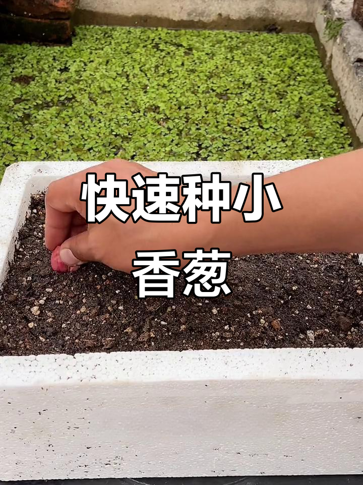 小香葱盆栽种植技巧,三天出芽二十天采收