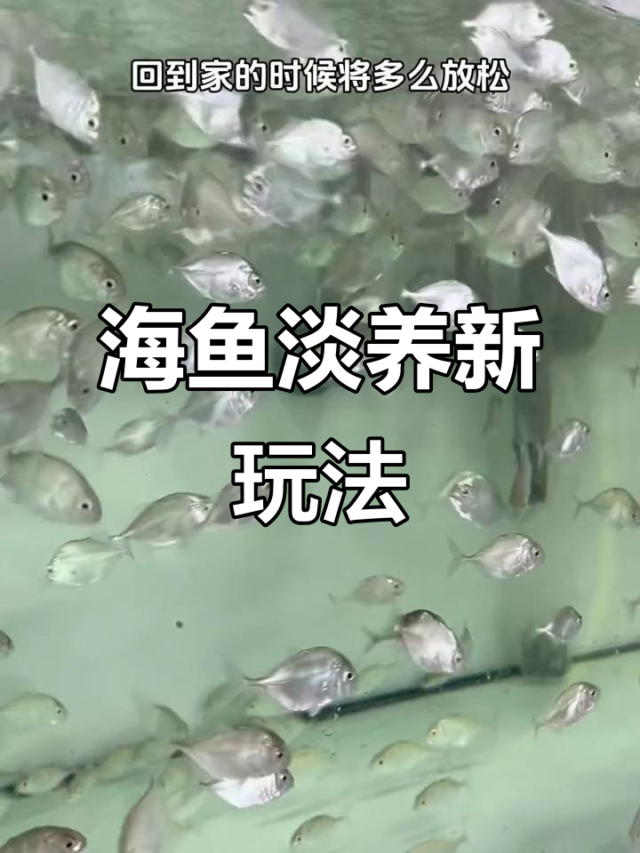 淡化海鱼轻松养,淡水缸也能搞定!