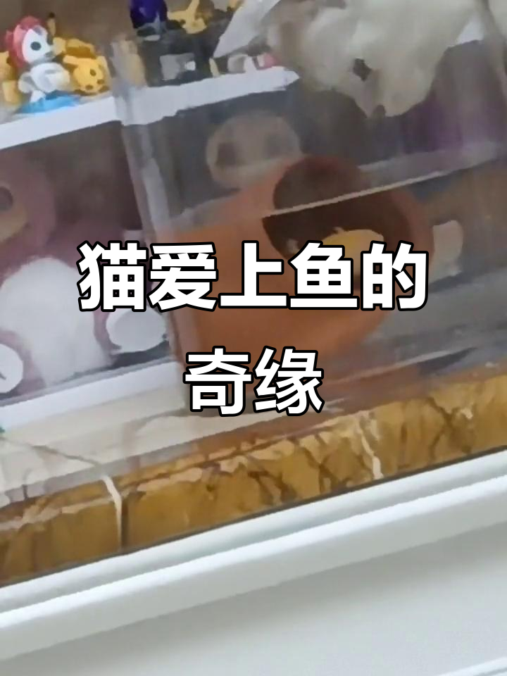 六六与皮皮的奇妙日常,猫咪和鱼的爱情故事