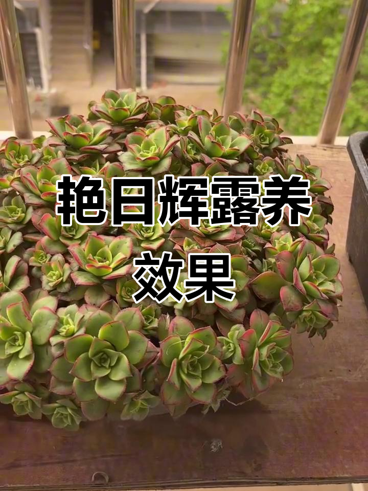艳日辉多肉：露养与室内养护大对比，颜色更鲜艳