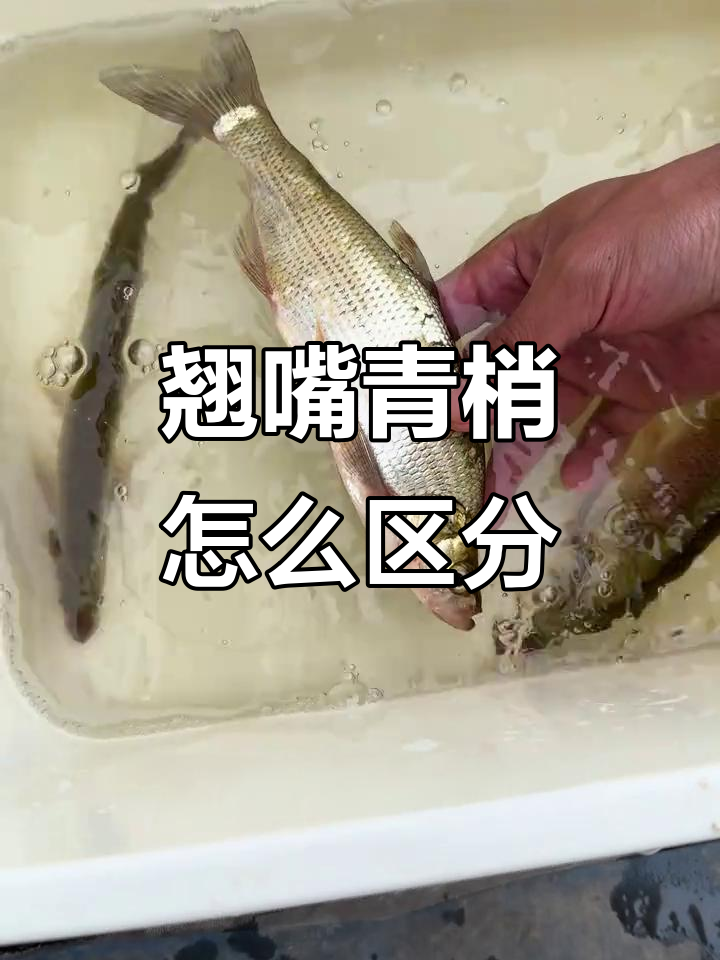 翘嘴与青梢傻傻分不清,钓鱼挑战能否成功?
