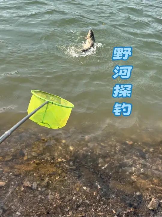 探钓野河 丹江真实鱼情,水位一直下降选对钓位照样收获