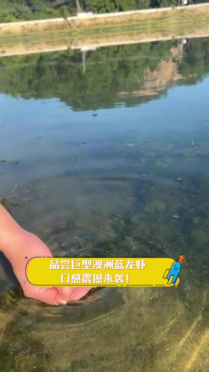 品尝巨型澳洲蓝龙虾,口感震撼来袭!