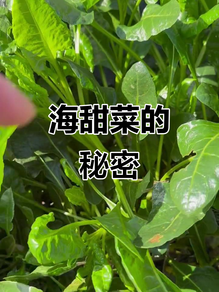 海甜菜四季可采，盐碱地生长，焯水后食用更佳