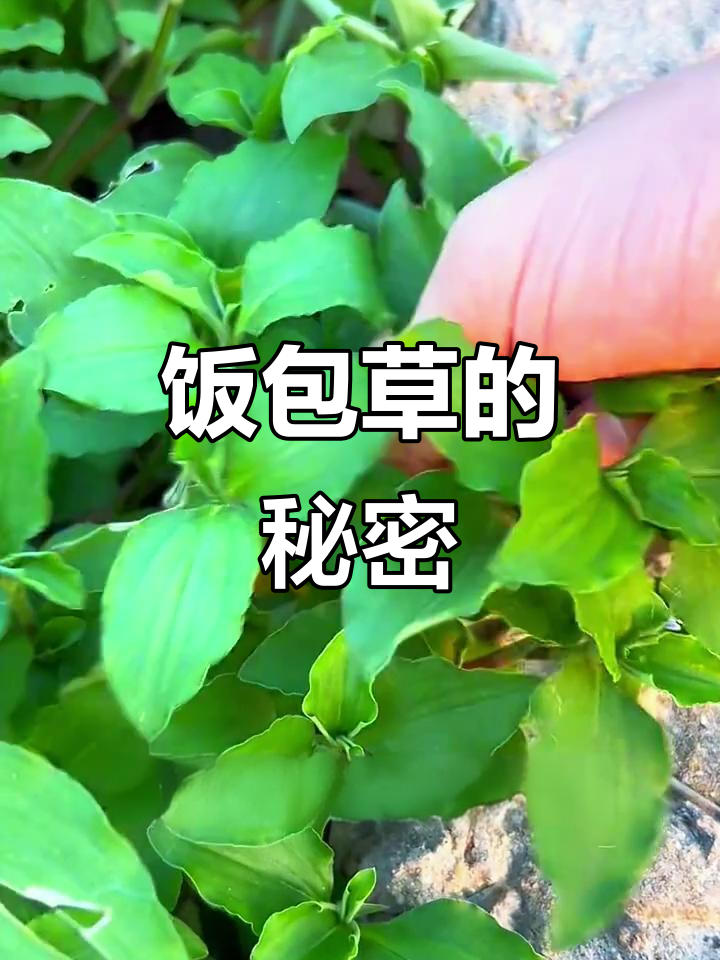 饭包草,南方常见野菜,你了解它的神奇功效吗?
