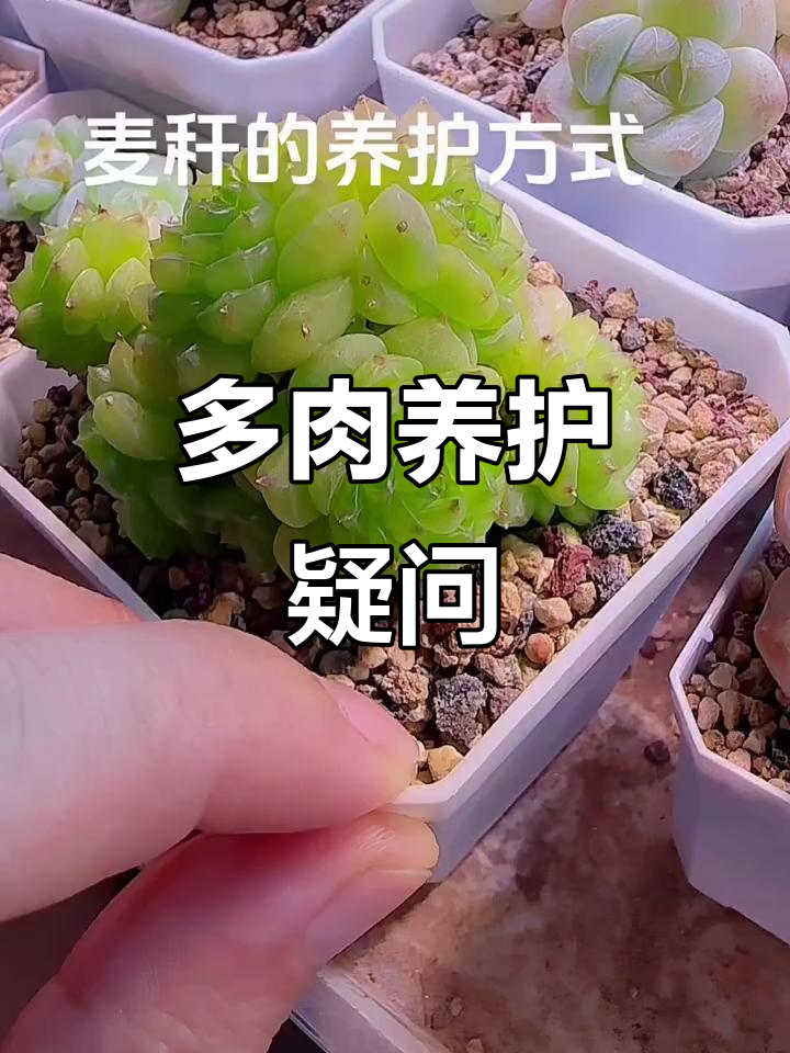 麦秆多肉养护问题,评论区无法回复,求解答!