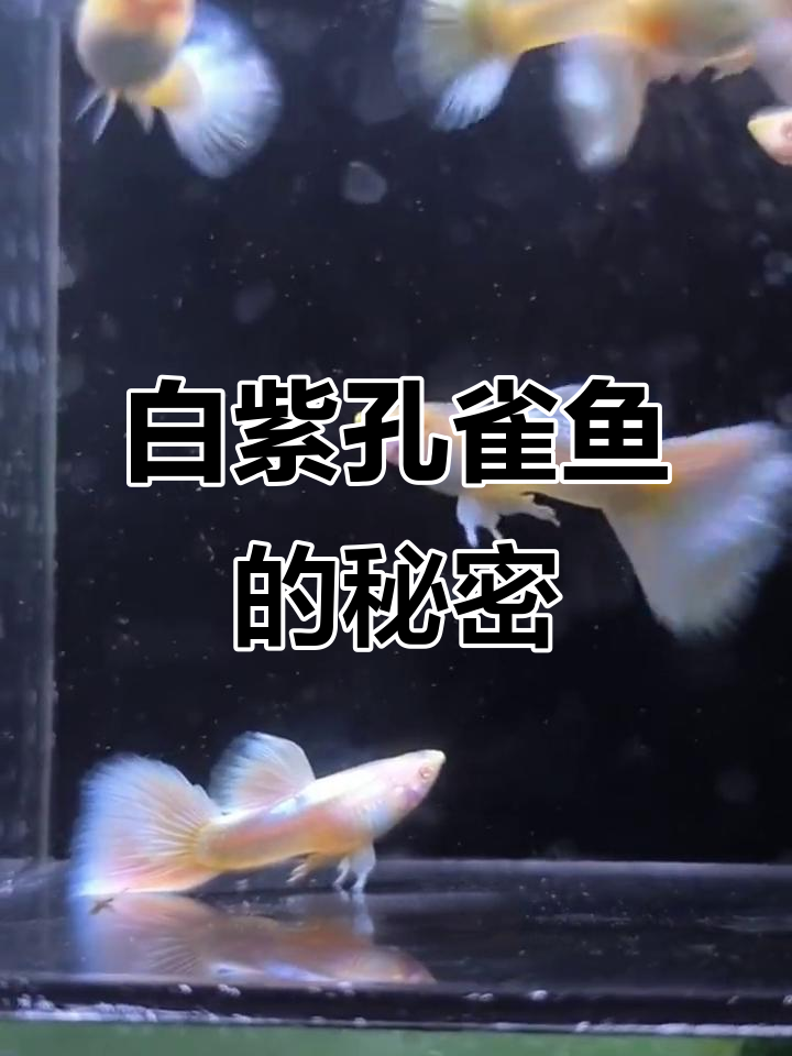 黄礼服白子孔雀鱼:经典白化品系,珍珠光泽与黄尾魅力
