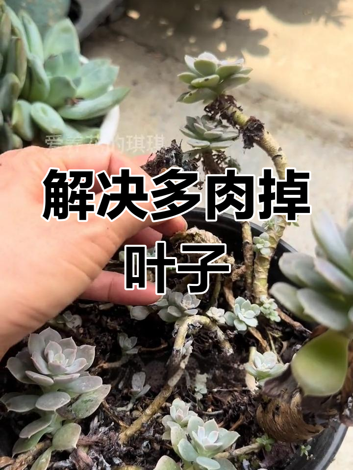 多肉掉叶怎么办?根系问题轻松解决