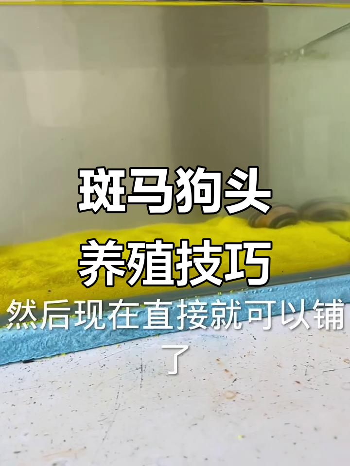 如何养好斑马狗头？从小鱼缸到水泵全攻略