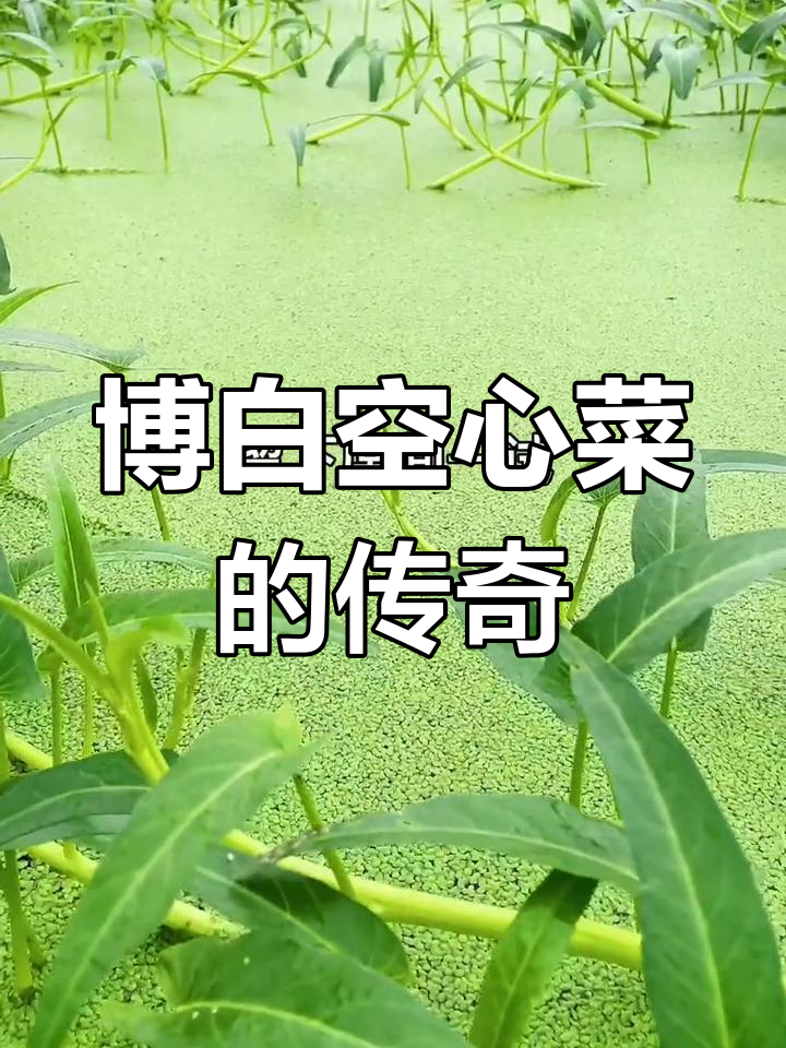 博白蕹菜,广西特色蔬菜,地理标志保护产品