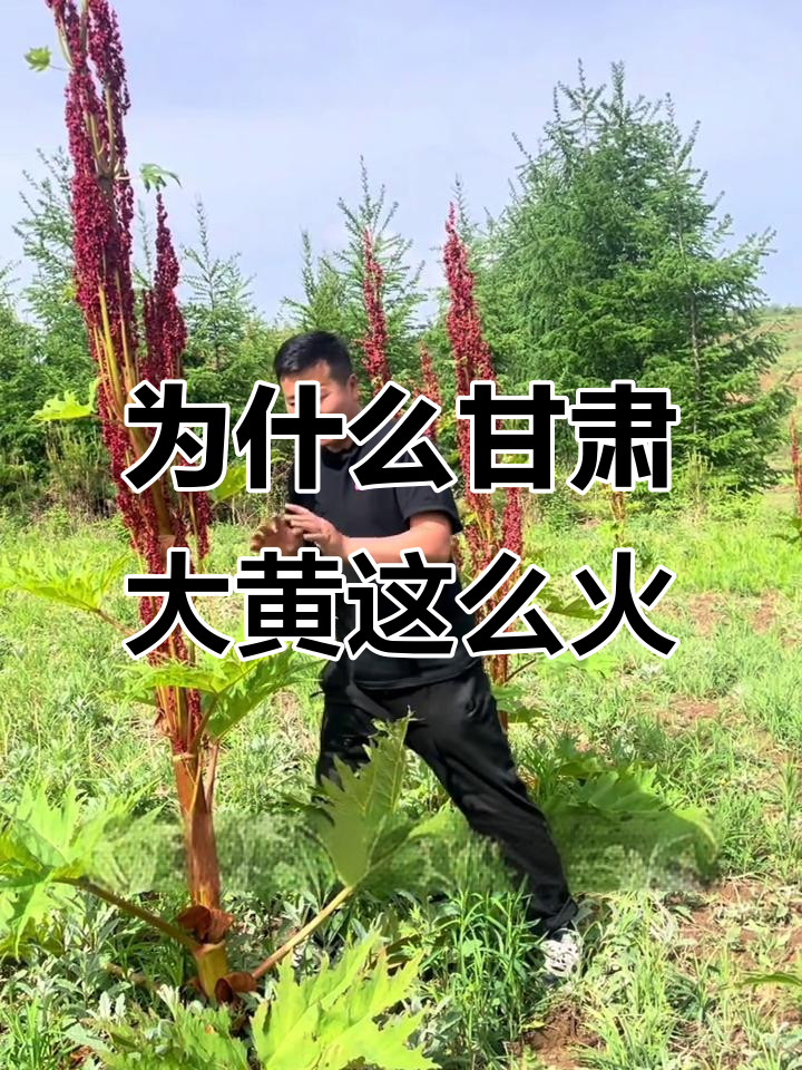 甘肃产的大黄为何如此受欢迎?揭秘其独特魅力与药用价值