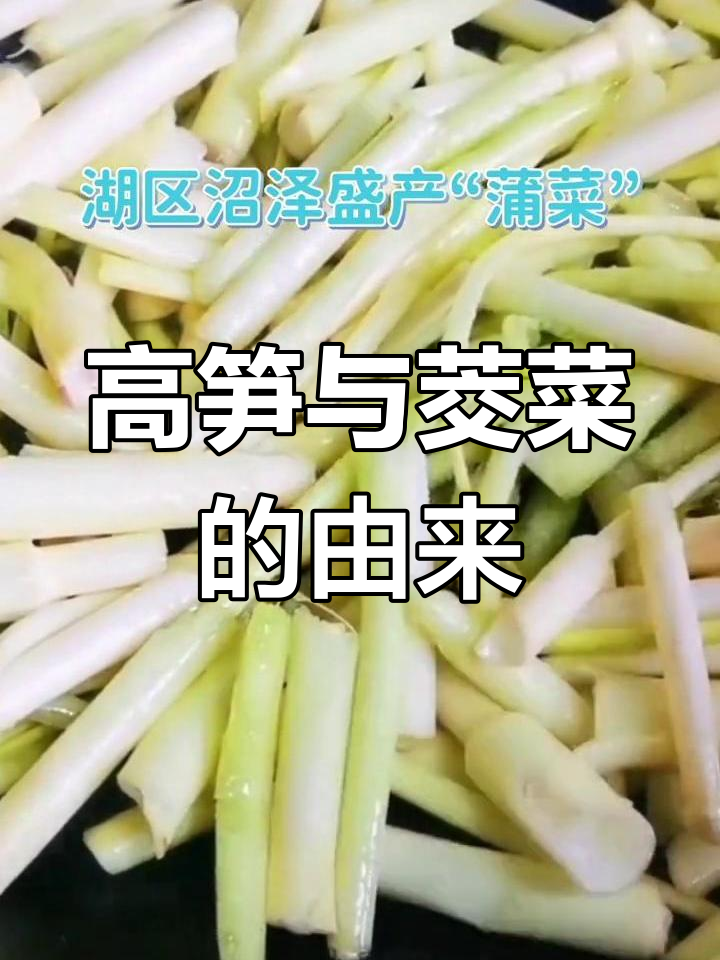 湖区特产:香蒲草与高菜